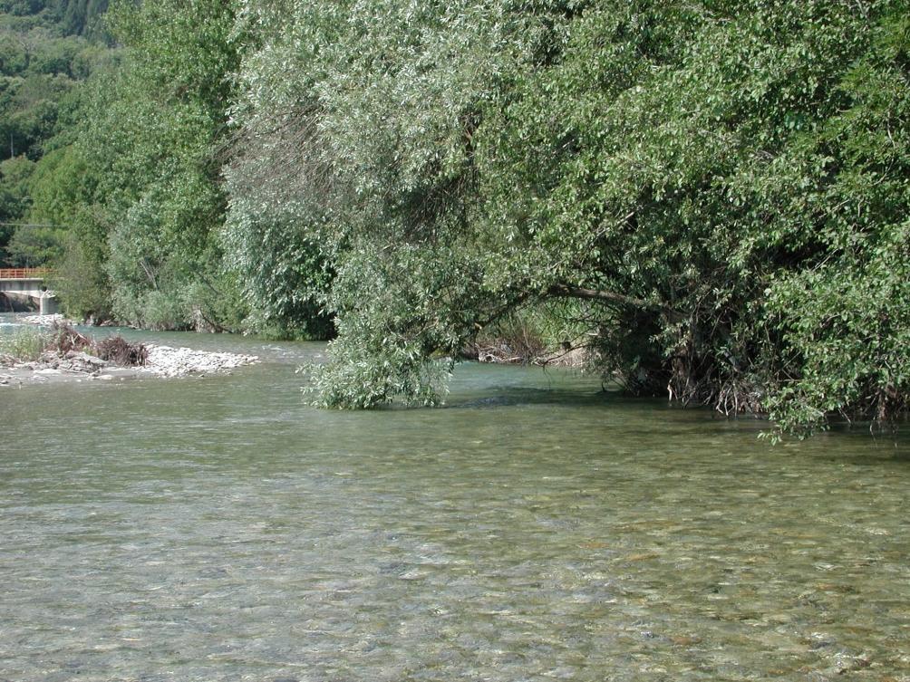 4.1 STAZIONE 1 FIUME STURA: COMUNE DI DEMONTE LOCALITÀ PONTE S.ELIGIO, VALLE FOCE T. CANT 4.1.1 HABITAT FLUVIALE L ambiente circostante è sfruttato per colture agricole, mentre la fascia riparia è integra e naturale.