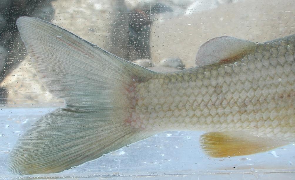 4.2.3 FAUNA ITTICA Il campionamento ha rilevato una scarsissima presenza di fauna ittica; tra i pochi pesci campionati vi sono due temoli di classe 2+ con fenotipo padano, a coda azzurra.