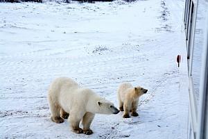 VIAGGIO TRA GLI ORSI POLARI DEL CANADA: LAZY BEAR LODGE 6/7 giorni a partire da 3300pp Avete sempre sognato di partire per un viaggio alla ricerca del maestoso orso polare bianco?