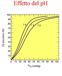 Per variazioni di ph variazioni di affinità all O2; modifiche di struttura