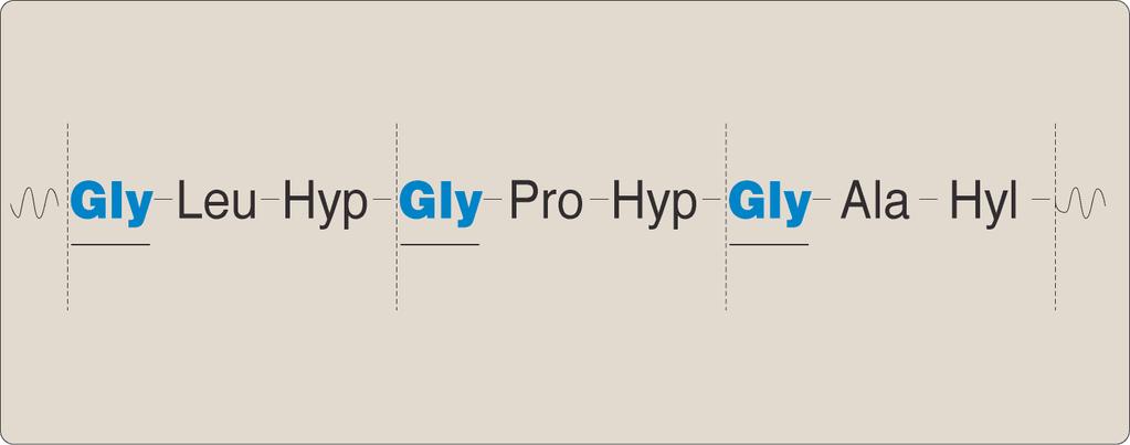 Gly 33%; Pro 13%; Hyp