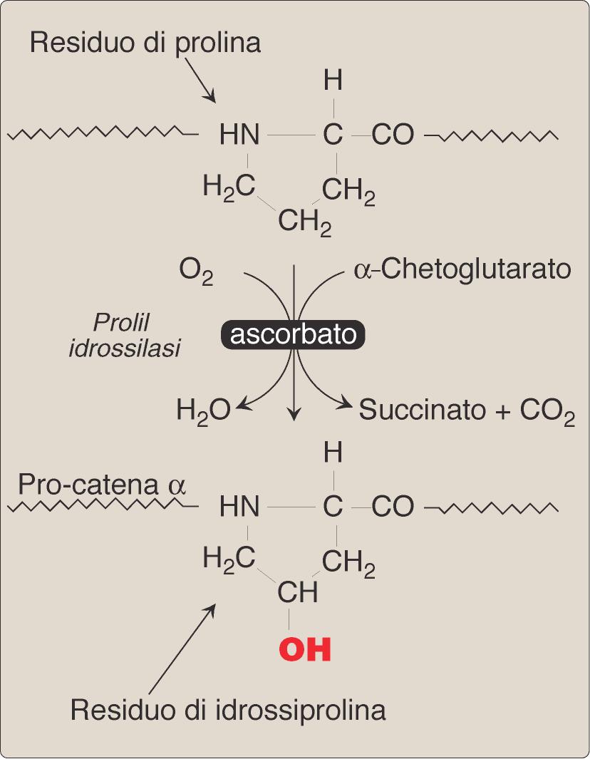 Vit. C