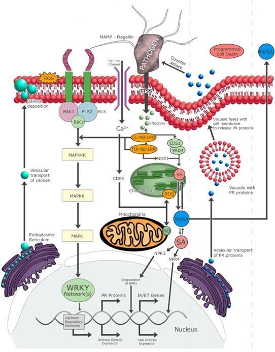 [Signal transduction pathways] MAMP/PAMP Triggered Immunity (MTI/PTI) Effector Triggered Immunity (ETI) Systemic Acquired Resistance (SAR) Elicitori: MAMPs