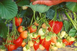 fragola (Fragaria ananassa, cv Alba; 2n=8 =56) durante la