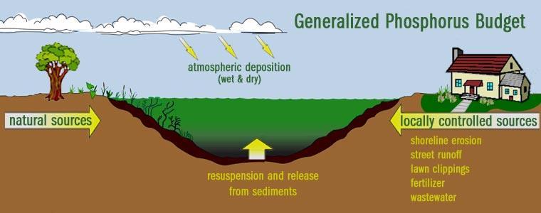 Eutrofizzazione Inizialmente determinata da: L apporto fosforo dal bacino (carico esterno) Rafforzata da: Il rilascio di fosforo dai sedimenti (carico interno) determinato dalle condizioni di anossia