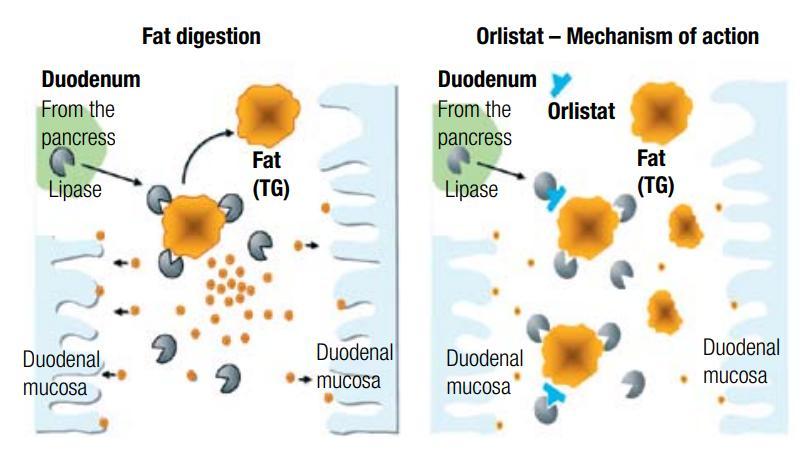 ORLISTAT Meccanismo d azione: agisce nel lume intestinale dove inibisce l azione delle lipasi pancreatiche, inibendo il metabolismo ad