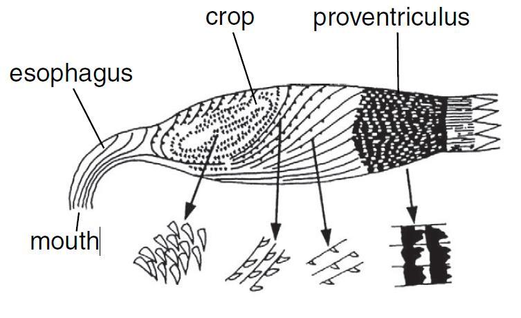 L intestino anteriore: stomodeo La struttura può variare anche di molto a seconda del grado di specializzazione alimentare dell insetto. Origine ectodermica. Rivestito da cuticola (intima).
