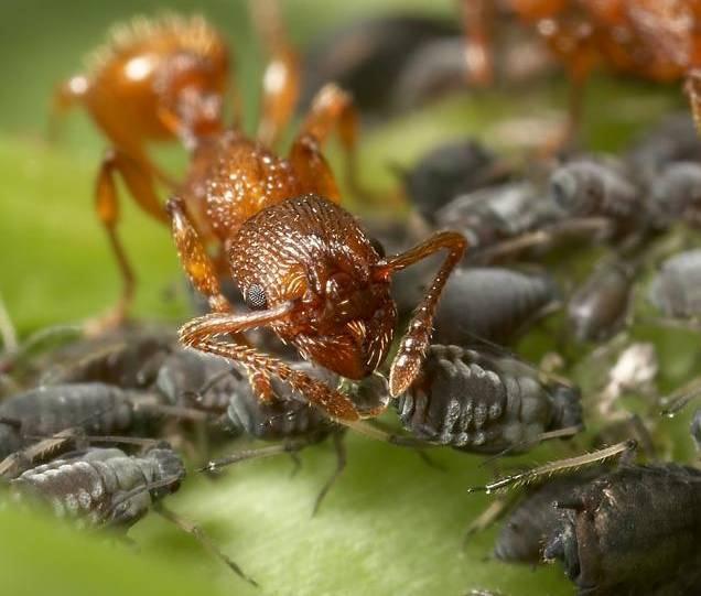 L espulsione di queste sostanze zuccherine provoca l imbrattamento delle superfici vegetali e non solo, attirando nello