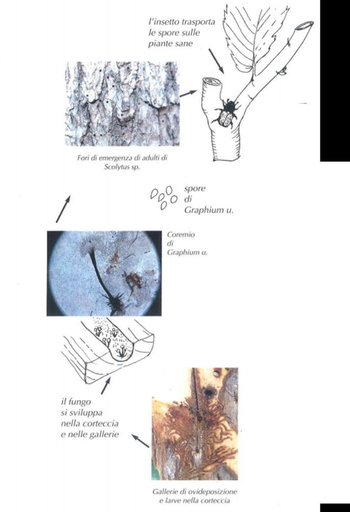 Ectosimbiosi extracellulare Leucoagaricus gongylophorus (fungo simbionte della formica tagliafoglie) Coleotteri Scolitidi, che coltivano nelle gallerie che essi scavano nel legno diverse specie