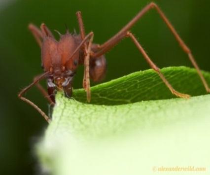 Atta sexdens La formica coltiva, su pezzetti di foglia triturati ed impastati con saliva, un fungo in grado di generare, esclusivamente in queste condizioni di allevamento, delle formazioni