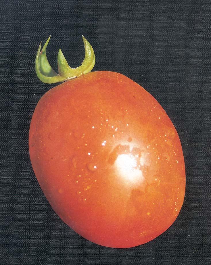 Pomodoro da industria: principali cause di difettosità dei frutti (MARCIO VERDE