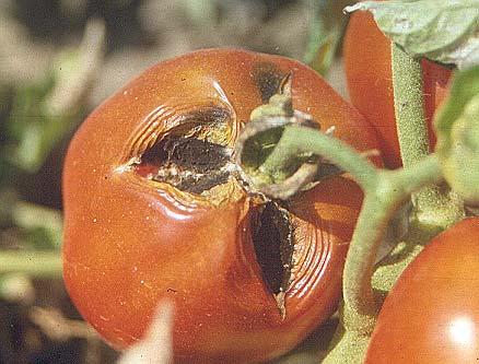 Pomodoro da industria: alterazioni dei frutti