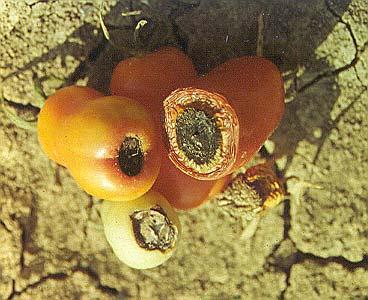 Pomodoro da industria: alterazioni dei frutti Danno prodotto da: Alternaria (Infezione fungina saprofitica)