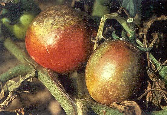 Pomodoro da industria: alterazioni dei frutti Danno prodotto da: Peronospora (Infezione fungina) (Phytophtora