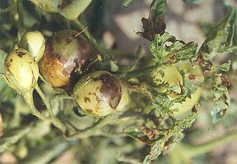 Pomodoro da industria: alterazioni dei frutti Danno prodotto da: Virosi Alfalfa Mosaic Virus (AMV) Fattori