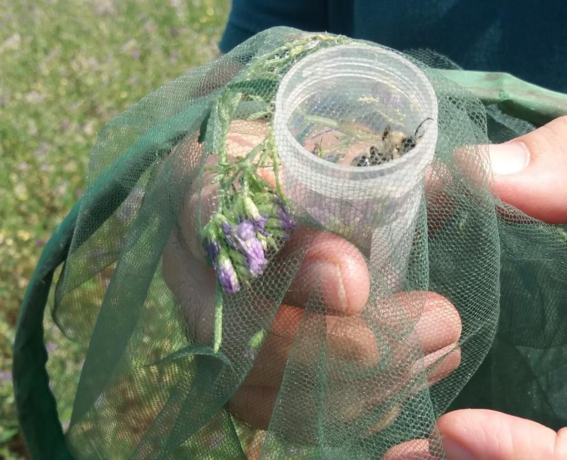 biodiversità floristica Censimento