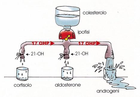 Androgeni e HCC I tumori maligni del fegato, ed in particolare l HCC, sono tra i più diffusi al mondo.