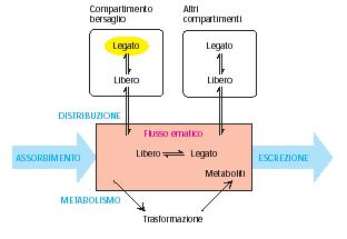 La concentrazione di un farmaco nel suo sito bersaglio è funzione della velocità di assorbimento