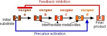 Controllo dell attività catalitica regolazione a feedback Le vie metaboliche assomigliano a catene di montaggio Feedback negativo Substrato iniziale metaboliti intermedi Attivazione del