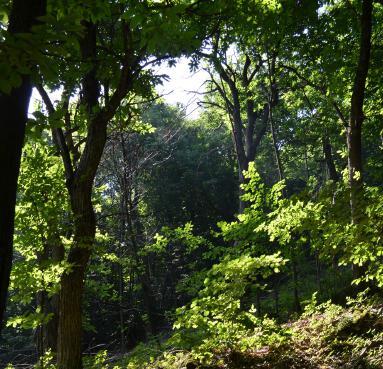 UN SARVANOT RACCONTA Ritrovo alle ore 9,00 presso il Campeggio Rocca Stella di Monterosso Grana per l'escursione sul Sentiero del Sarvanot: un simpatico personaggio ci racconterà il bosco, i suoi