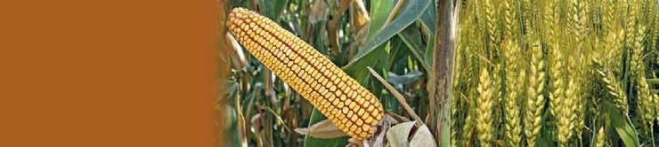 Obiettivo 3-2010 in collaborazione con GRANO TENERO i prezzi del grano, soprattutto estero, in funzione delle continue tendenze ribassiste che negli ultimi giorni si sono susseguite nell Ue e nel