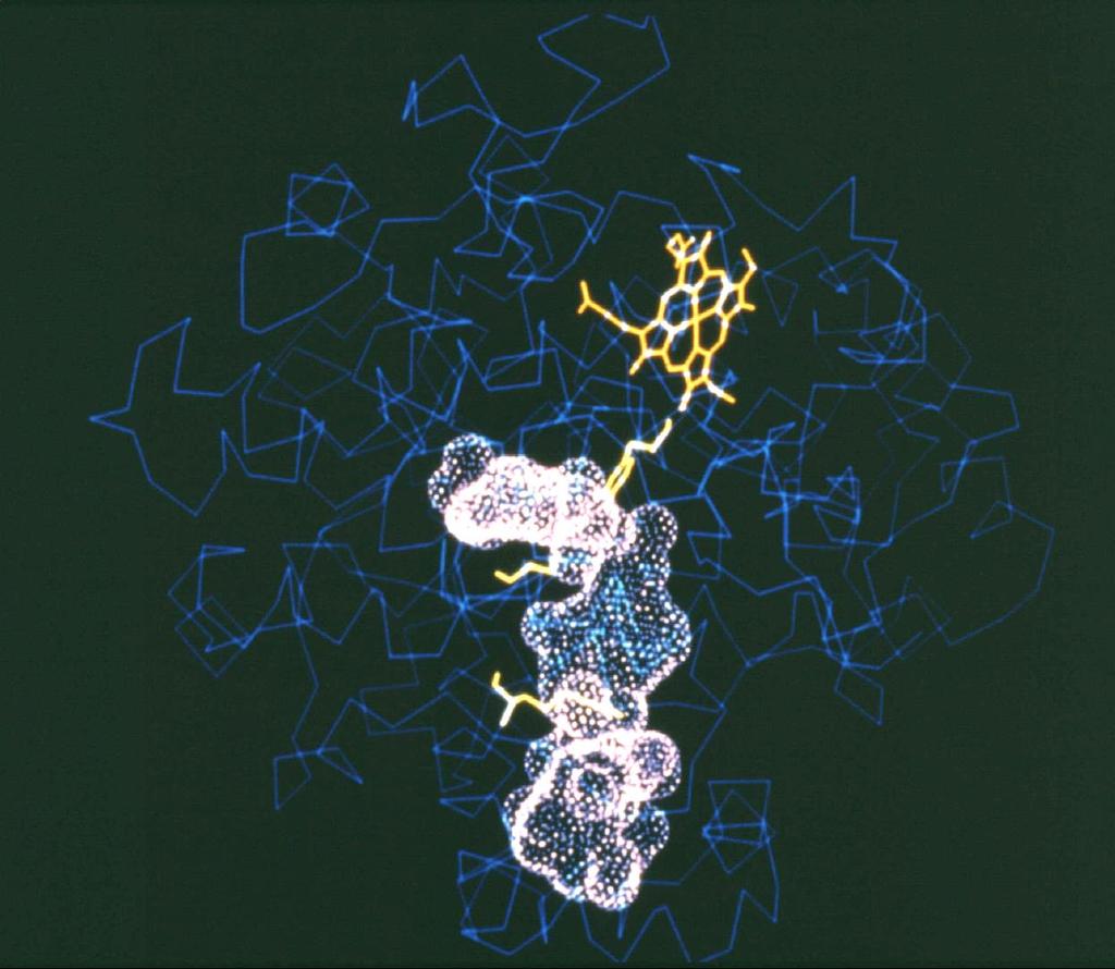 Cox-1 hydrophobic channel.