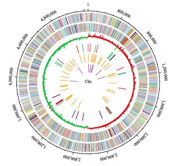 Klebsiella pneumoniae typing