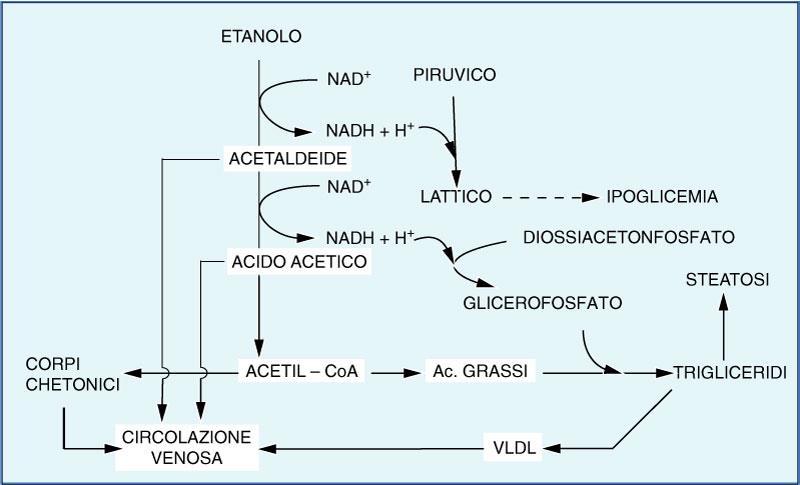 Metabolismo