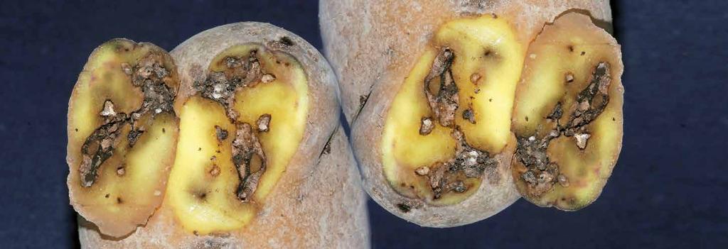 Tignola Nottue terricole La tignola della patata (Phtorimaea operculella) è un insetto in continua diffusione. Le larve in campo minano le foglie e scavano gallerie nei fusti e nei tuberi affioranti.