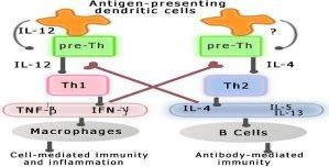 Th1 Indotta da IL-12 Produzione di IFγ e IL-12 Induzione di radicali liberi Inibizione Th2 Orientamento in senso citotossico Risposta a patogeni cellulari Induzione di ipersensibilità ritardata