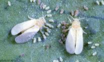 Aleurodidi Mosca Gli Aleurodidi sono minuscole mosche bianche che infestano la pagina inferiore delle foglie.