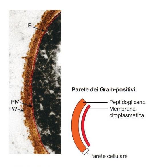 PARETE CELLULARE I batteri possono presentare due