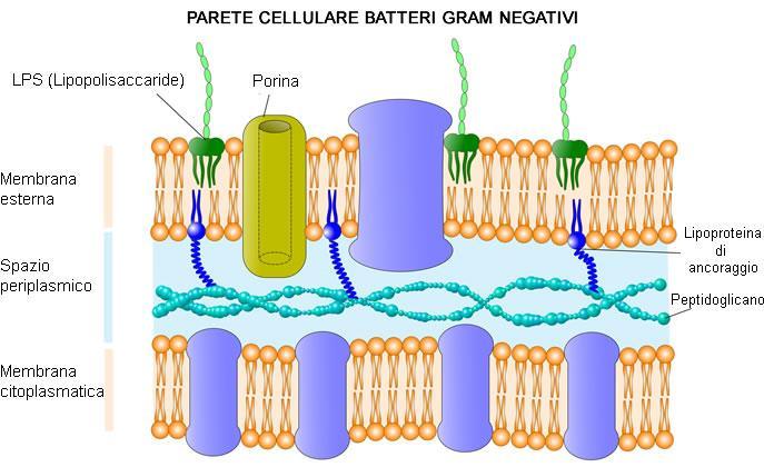 lipoteicoici (ancorano la parte alla sottostante membrana