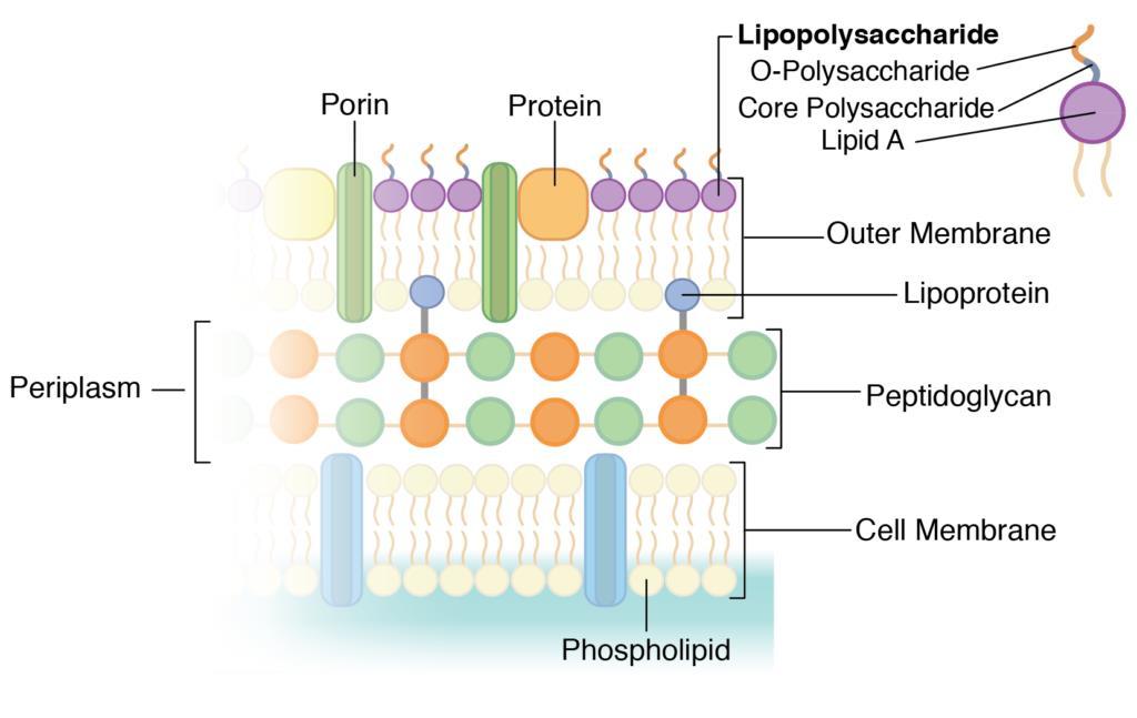 MEMBRANA ESTERNA (SOLO NEI GRAM-) Membrana «asimmetrica» in quanto costituita: all interno da uno strato fosfolipidico all esterno da un complesso lipo-polisaccaridico o lipopolisaccaride (LPS) LPS