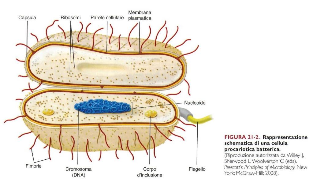 LA CELLULA BATTERICA Flagelli, pili (o fimbrie) e capsula sono componenti accessorie del batterio