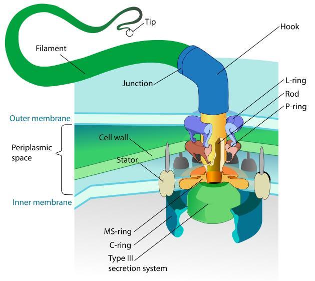 aeruginosa) lofotrico: più flagelli polari (Helicobacter pylori) amfitrico: un flagello ad ogni estremità Struttura: cinetosoma (sede energetica, nello spessore della