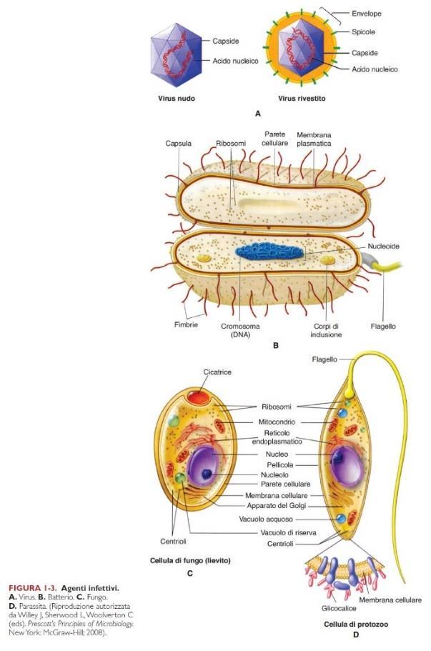 fisiologia, il metabolismo e l identificazione dei microrganismi Esistono differenti tipologie di microrganismi: