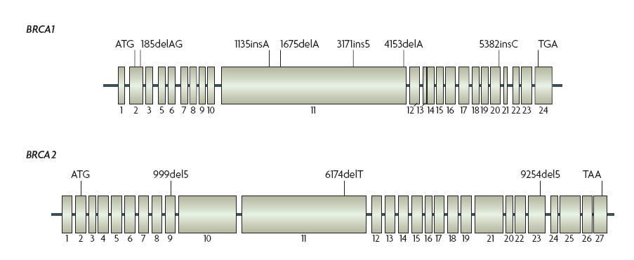 BRCA1 and BRCA2 The primary genetic risk factors for ovarian cancer BRCA1 or BRCA2 mutation