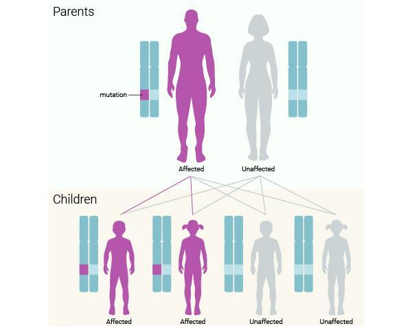 As an autosomal dominant syndrome, a deleterious BRCA