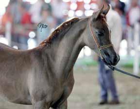 CHANEL 1 a Pl. Futurity Femmine/Female NEDEL DEL GUADO 1 Pl.