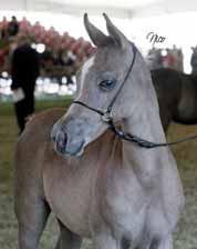 Futurity Maschi/Male FRASERA MASHARA Miglior Testa e Collo, Miglior Cavallo Italiano, Miglior