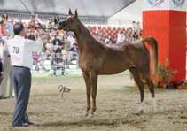 dell'ottimo *Bolero E.M. (Shaklan ibn Bengali x Bawos) di proprietà della sig.ra Ruth Wenzel (CH) e presentato in maniera magistrale da Paolo Capecci.