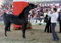 Stallions 7/8/9 years old BF GRAAL 3 a Cl. Stalloni 7/8/9 anni/3 a Pl. Stallions 7/8/9 years old RAISULI LF 2 a Cl.