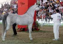 Stallions 10 years old and over Alessandro Carlesi (IT) sempre presentato dal team Ca' di Gianni.