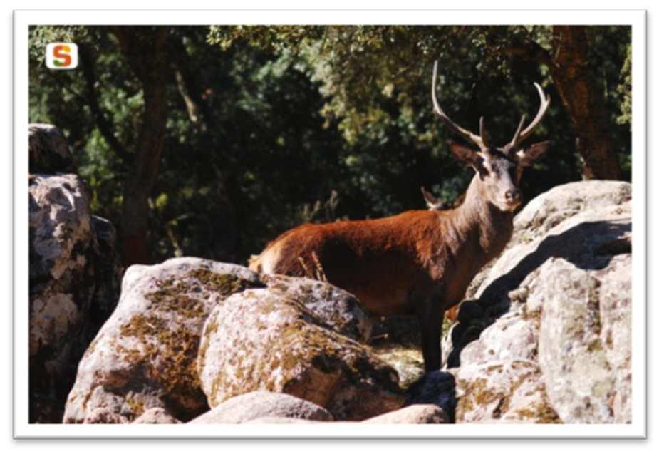 La Rete Natura 2000 Siti di Importanza Comunitaria (SIC) Sono siti che contribuiscono in modo significativo a mantenere o a ripristinare, in uno stato di conservazione soddisfacente, un tipo di