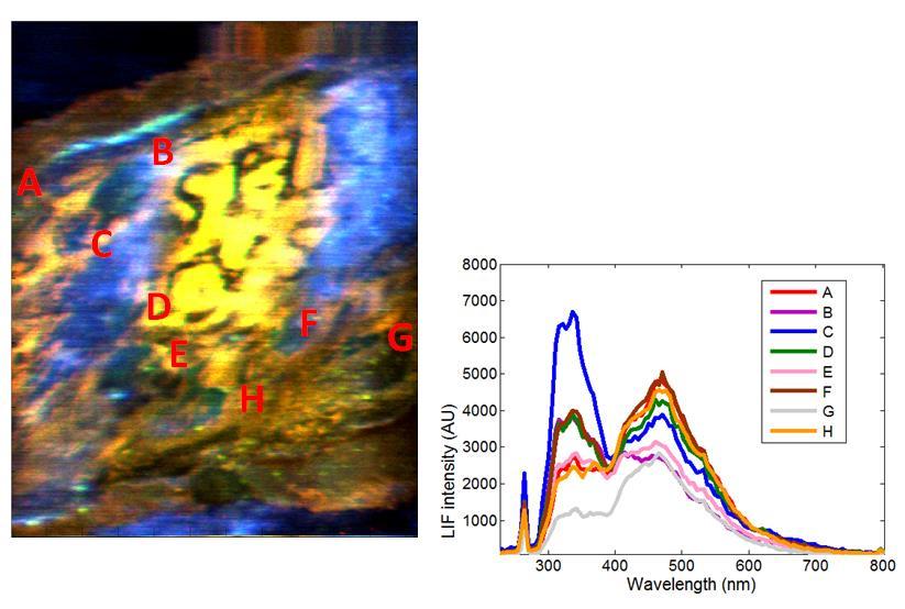 Affresco G15: Segnature spettrali SCAN#2: immagine di fluorescenza Gli spettri LIF confermano la similarità del tipo di materiali utilizzati per gli
