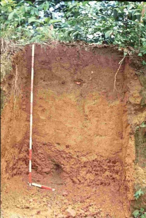Terra preta dos indios Civiltà indigene pre-colombiane nell Amazzonia brasiliana, 2400-600 anni fa, carbonizzavano materiale vegetale