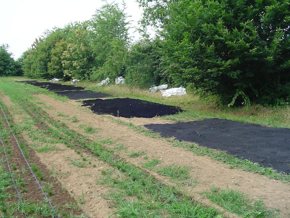 Utilizzo agronomico del biochar 2009: prime prove di applicazione sperimentale in campo su mais Utilizzo di biochar