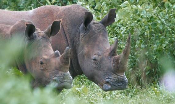 7 GIORNO: Martedì 03 Settembre GORILLA TREKKING versante area Kisoro / Rushaga Al mattino presto, dopo un incontro con i rangers, si affronterà un trekking che durerà diverse ore a seconda del