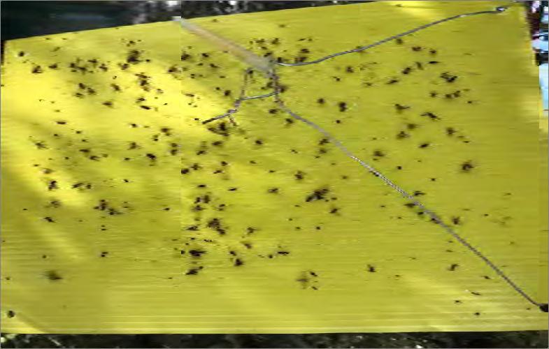 (Bactrocera oleae) mosca (Bactrocera oleae) n.
